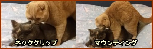 猫の交尾行動～メス猫のうなじに噛み付くネックグリップと、メス猫の上にまたがるマウンティング