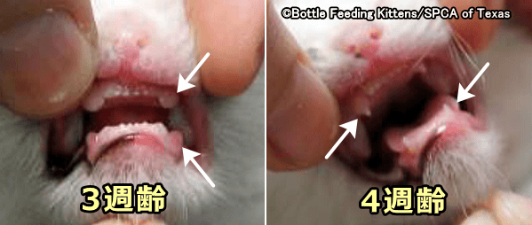 3~4週齢の子猫では犬歯と前臼歯の先端がうっすらと見え始める