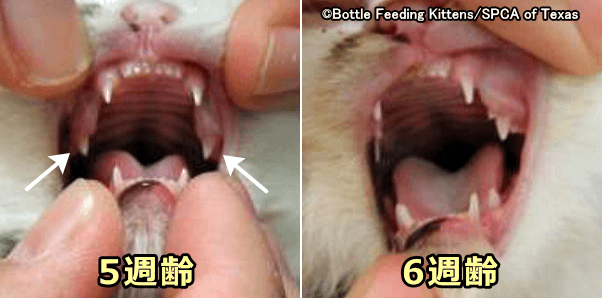 5週齢の子猫では後臼歯を除くすべての乳歯が伸び切る