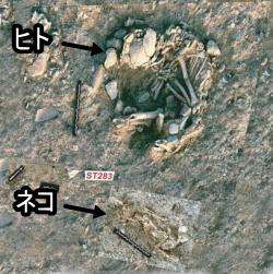 9500年前のキプロス島のシルロカンボス遺跡（shillourokambos）で発見された、人間と共に埋葬された猫の遺骨
