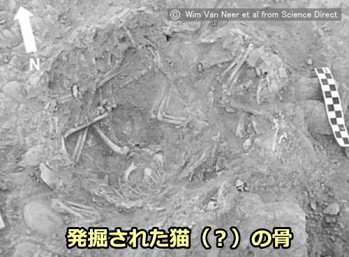 古代都市「ヒエラコンポリス」の「HK6」と呼ばれる区画において発掘された、猫らしき動物の骨