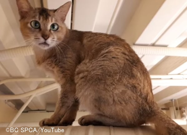 中国からの輸送貨物から発見された奇跡の生還猫「ジャーニー」