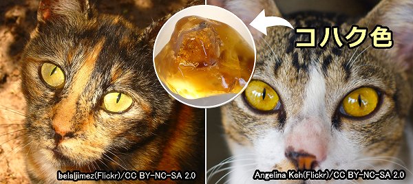 猫の目の色～単一の金色からなるアンバー