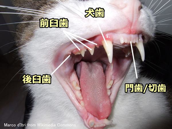 猫の歯と名称