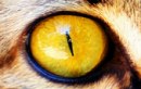 猫の目の色~単一の金色からなるアンバー