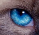 猫の目の色~メラニン色素が極めて薄い時に現れるブルー