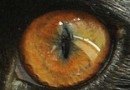 猫の目の色~メラニン色素が濃い時に現れるカッパー
