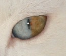 猫の目の色~1つの眼球に複数の色を持つダイクロイックアイ