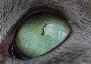 猫の目の色~メラニン色素が薄い時に現れるグリーン