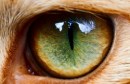 猫の目の色~グリーンからブラウンまでのグラデーションからなるヘーゼル