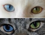 猫の目の色~左右で目の色が違うオッドアイ