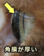 横から見た猫の眼球～角膜が人間に比べて大きく、ビー玉のように透けて見える