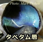 タペタム層~眼球を切断して網膜を取り除いたところ
