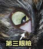 目の内側からせり出している白い膜が第三眼瞼、通称「瞬膜」