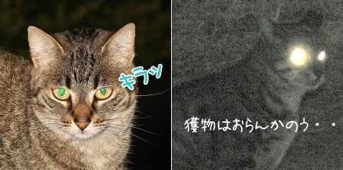 猫の目が暗がりで光るのは、網膜にあるタペタム層にわずかな光が反射したため