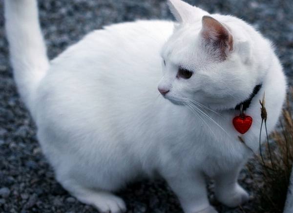 典型的な白猫