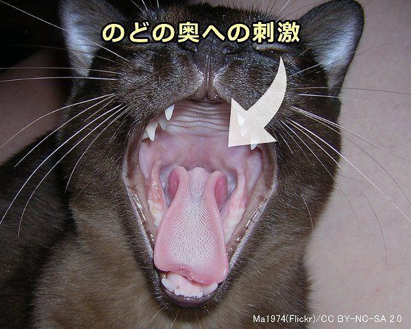 猫のしゃっくりはのどの奥（上咽頭）への機械的な刺激で誘発される