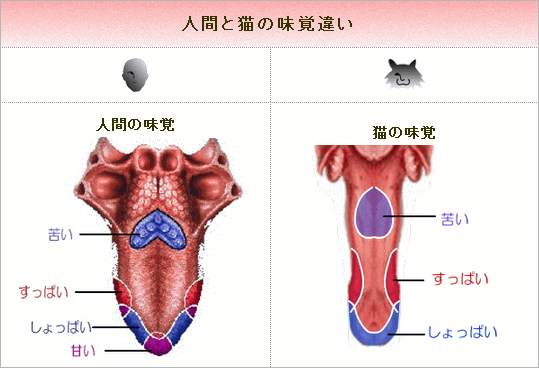 人間と猫の味覚違い～人間に比べて猫の味覚は鈍く、苦味に対しては敏感な反面、甘味を感じることができません。