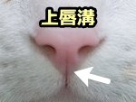 猫の上唇溝（じょうしんこう）は水分の保持に役立っている