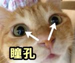 猫の眼球内における瞳孔の位置