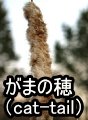 がまの穂はその見た目が猫のしっぽに告示していることから「cat-tail」と呼ばれます。