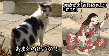 日本古来の猫股伝説が、短いしっぽの猫を選択繁殖させる要因だったかもしれない