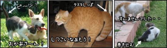 しっぽに現れる猫の気持ちいろいろ