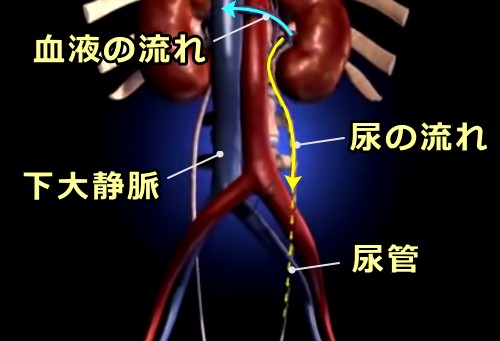 ろ過された原尿の行き先～不要物質はそのまま尿として尿管へ、再利用物質は静脈血として心臓へ戻る