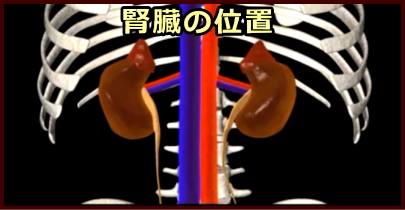 腹腔内における腎臓の位置