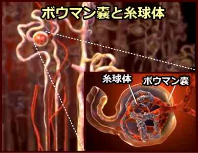 ボウマン嚢と糸球体の構造~糸球体表面にはろ過膜が張り巡らされている
