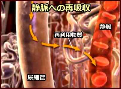 腎細管から近隣毛細血管への微量物質再吸収