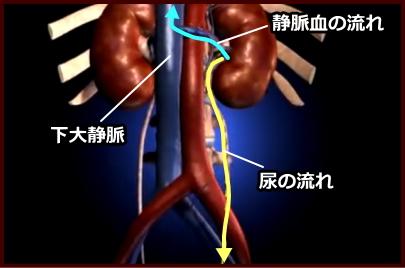 ろ過された原尿の行き先~不要物質はそのまま尿として尿管へ、再利用物質は静脈血として心臓へ戻る