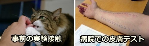 猫アレルギーの事前チェック