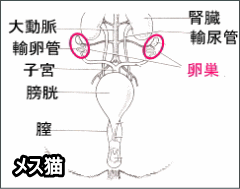 メス猫の避妊手術では、卵巣(らんそう)と子宮(しきゅう)の摘出を行います。