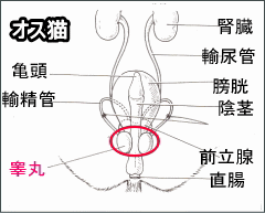 オス猫の去勢手術は、睾丸を取り除いたり、輸精管(ゆせいかん)を結紮したりします。