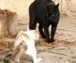 縄張りの中でオス猫同士が鉢合わせすると、縄張り性の攻撃行動に発展する