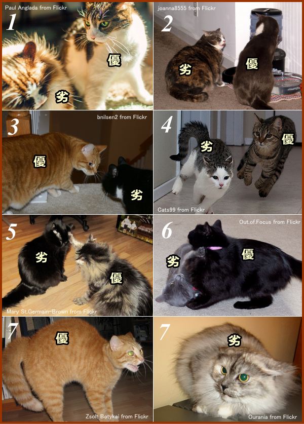 優位にある猫と劣位にある猫が見せる姿勢や行動の一覧表