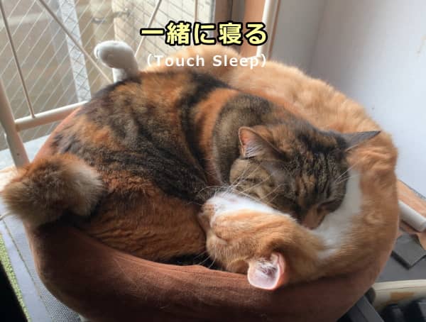 2頭の猫が見せる親和行動～一緒に寝る（Touch Sleep）