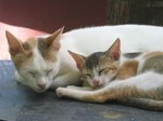 親猫と子猫の相性は最高です。