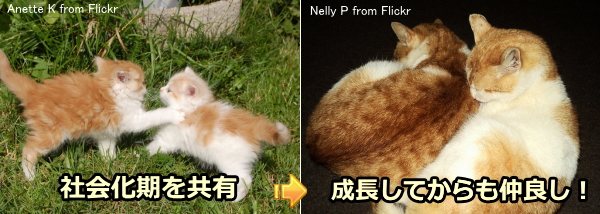 「社会化期」を共有した猫同志は、成長してからも絆を保つ