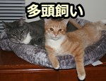 猫を多頭飼いする場合は、猫一匹に対して1部屋与えるのが理想