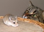 猫と小動物との相性