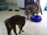 成猫オスと成猫オスの相性は最悪です