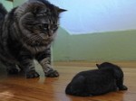 成猫と子猫の相性はまあまあです。