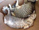 成猫オスと成猫メスの相性はよいほうです。