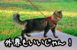猫を一度外に出してしまうと、ひっきりなしに外に出たがるようになるかもしれません。