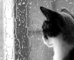 窓際で雨を眺めている猫