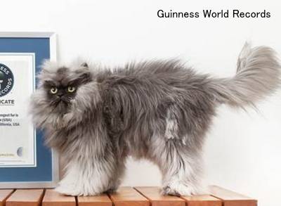 世界一毛の長い猫「ミャオ大佐」(Colonel Meow)