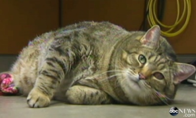体重が16.2キログラムもあるデブ猫「ミートボール」