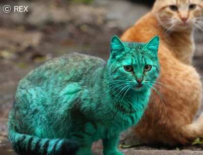 ブルガリアで発見されたエメラルドグリーンの猫
